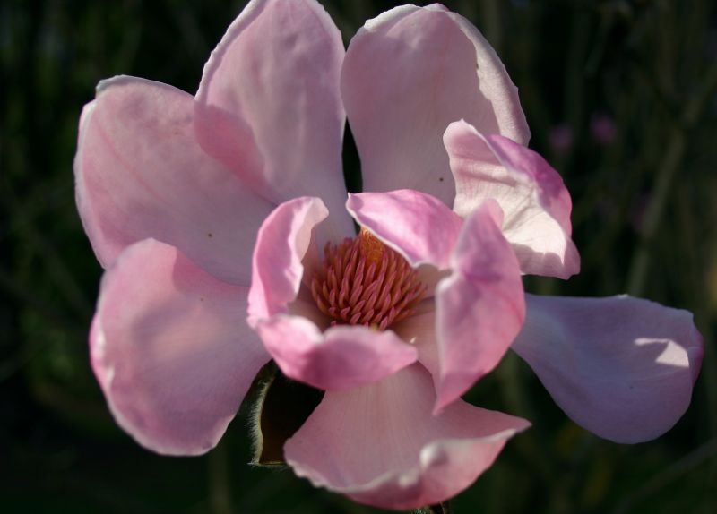 Magnolia pink Bic 